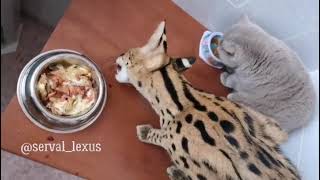 Cat and Serval? by Serval Shorts 6,605 views 2 years ago 49 seconds