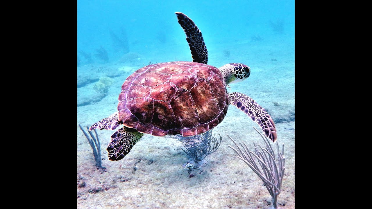 Pompano Beach Snorkeling With A Sea Turtle Diving Location Pompano Beach Snorkeling With A Sea