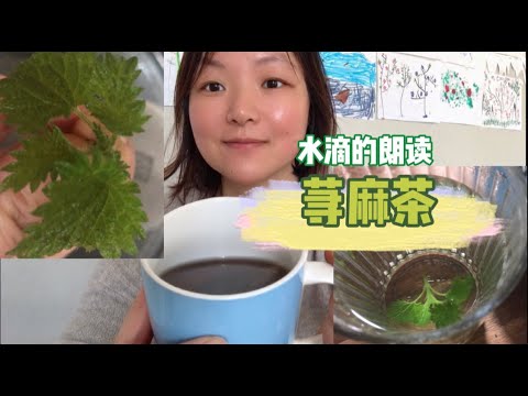 Irish herb Foraging:Sting nettle Tea ，荨麻茶制作