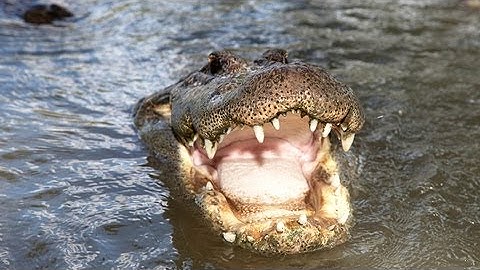 Alligator Captures Python 06 - Deadly Animal Attacks - Time Lapse