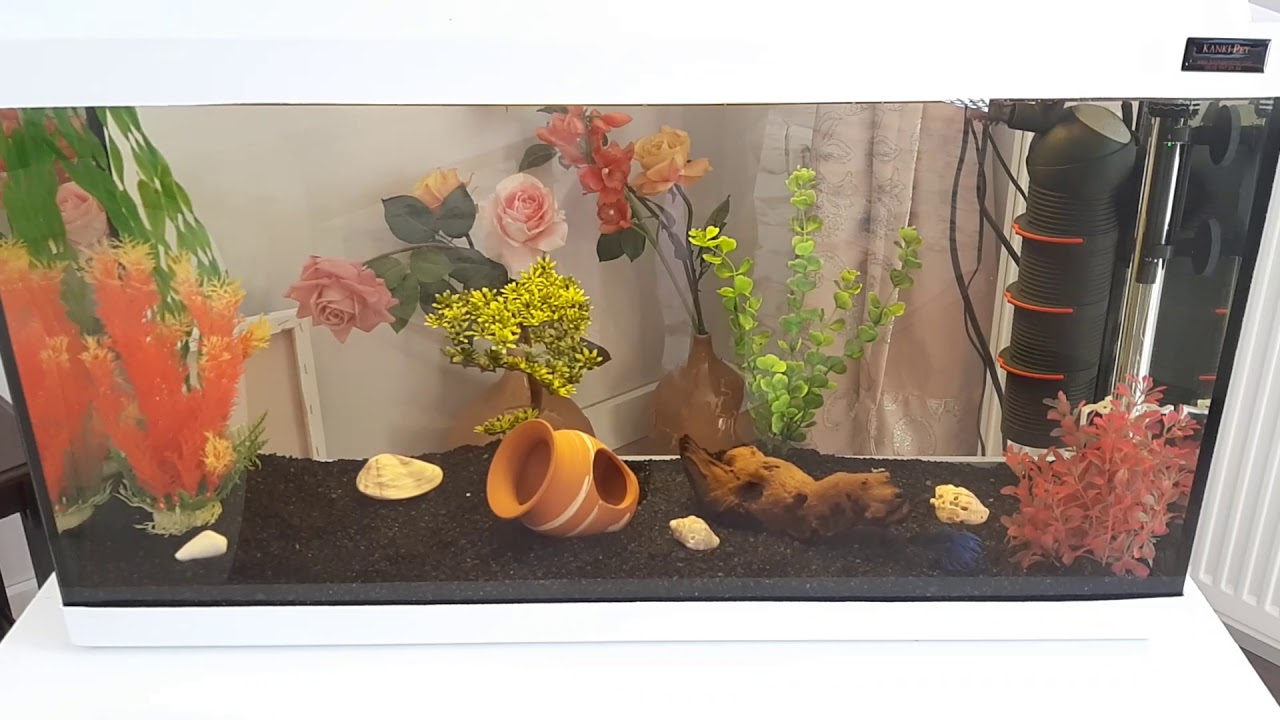 beta balığı en az kaç derecede yaşar - YouTube