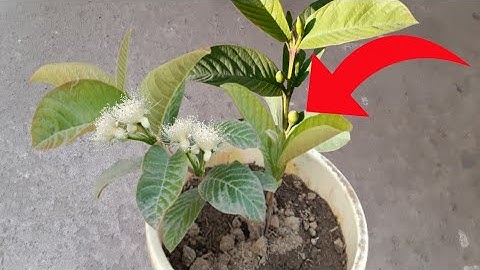 how to get guava fruit in small plant/how to grow guava in pot
