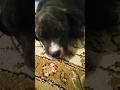 RESTING 🐕#puppy #reels #foryou #rap #hiphop #clips #pitbull #fyp #dog #fun #viral #happy #clips