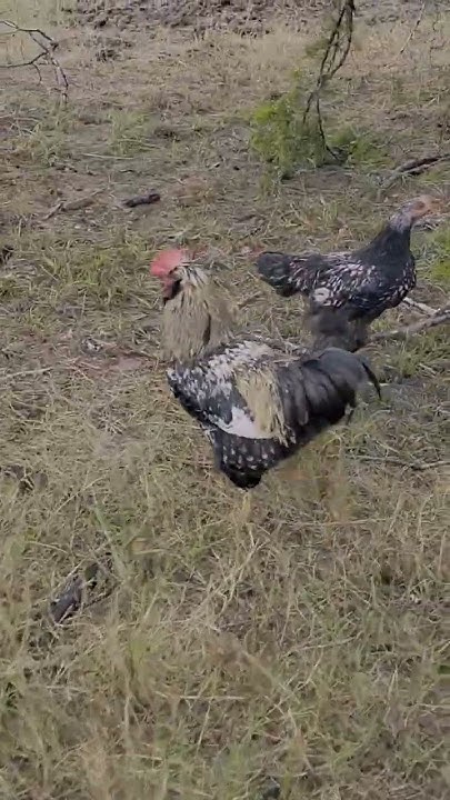 The Fury Of El Dorado How To Unlock El Dorado The Rooster. The old rooster hates the new rooster with the