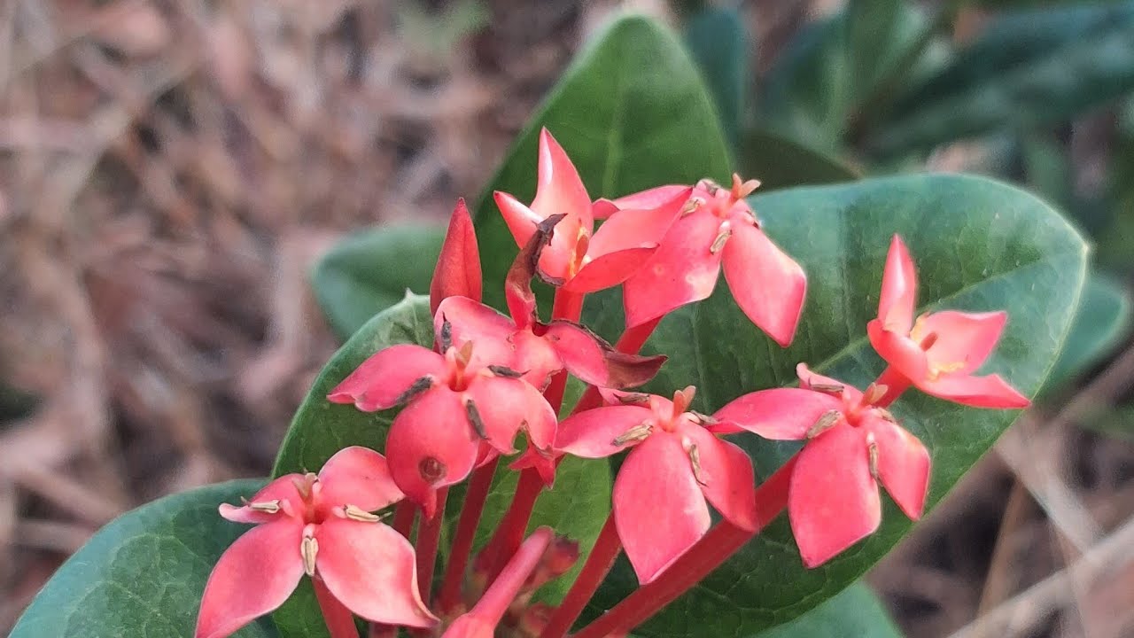 South India cultural program // বাংগালুৰুৰ প্ৰৰ্গম 