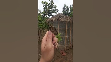 Release the little bird back to the wild #farm #bird #aviary