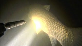 подводная охота. белый амур, щука. spearfishing