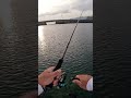 釣りをしているとありえない光景を見てしまいました #shorts #エギング #釣り