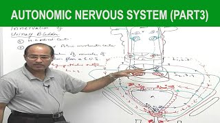 Autonomic Nervous System | Neurology | Neuroanatomy | Part 3🧠