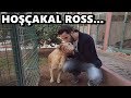 BARINAKTAKİ GOLDEN KÖPEĞİMİZ ÖLDÜ! #ross