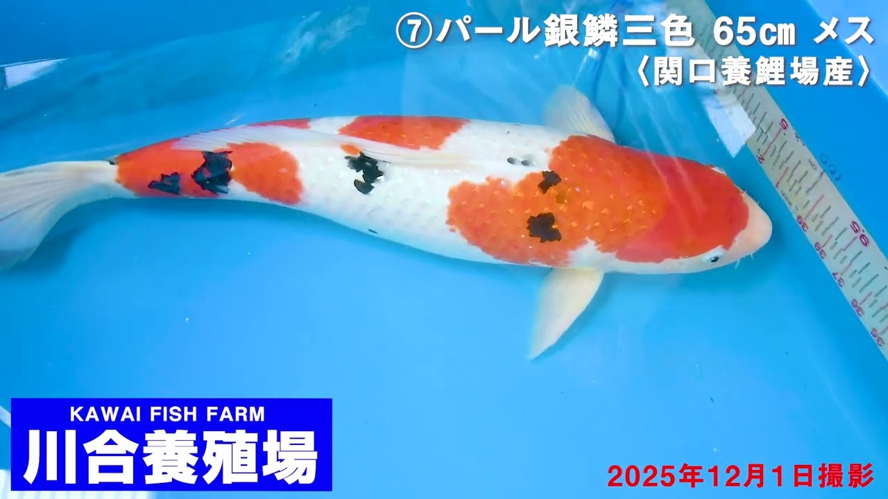 月刊錦鯉２０２６年１月号掲載広告　川合養殖場