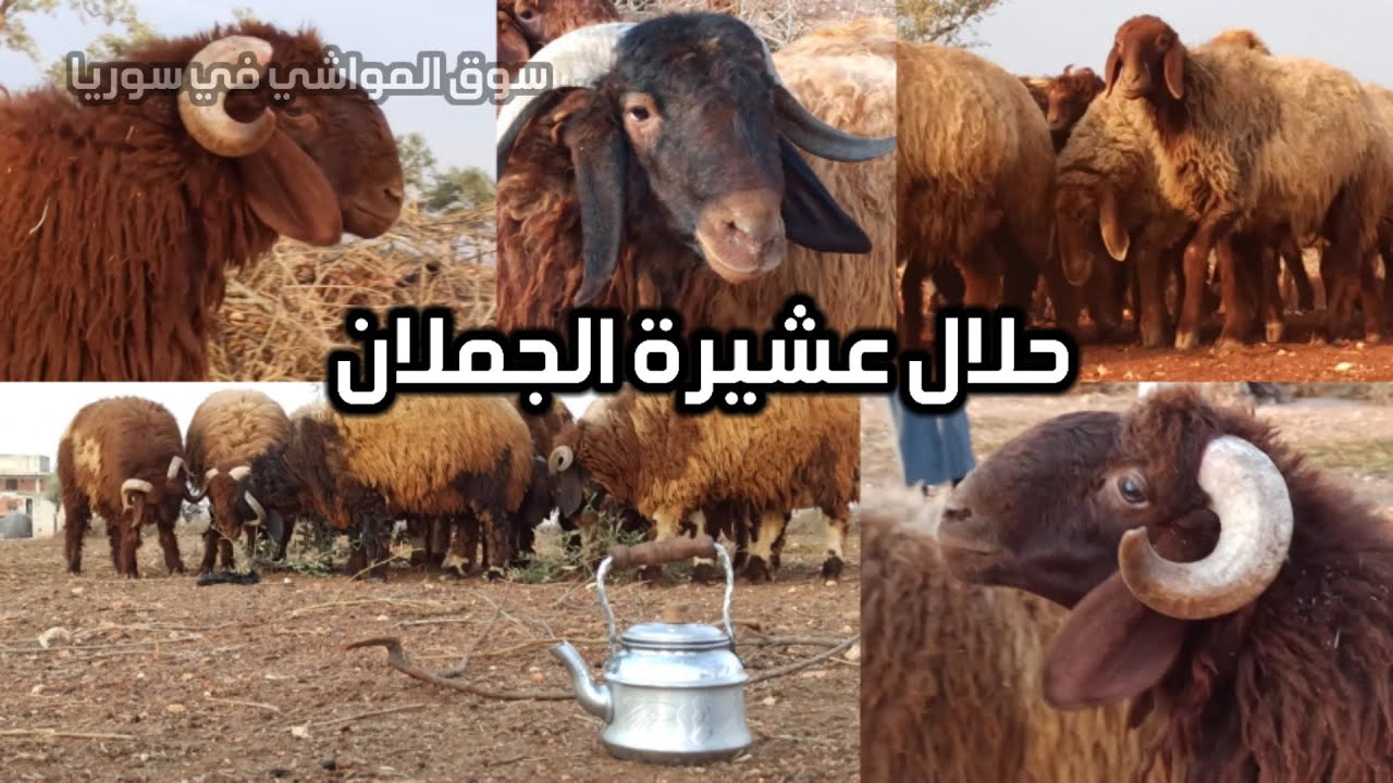 نتاج 57 سنة من تربية الحلال الصنف/زيارة المربي أبو مصعب حسان ابن المربي محمد الجاعد من عشيرة الجملان