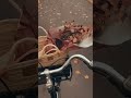 موسيقى هادئه لايك اشتراك الحان نغمات موسيقى