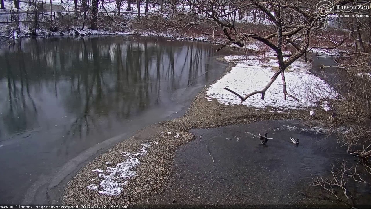 tz-video-2017-03-12-155100-mallards-mate-then-2-males-engage-in-beak