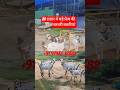 ख़ूबसूरत बरबरी बकरियां खरीदने के लिए इनसे #shortvideo#goatfarming#बकरीपालनकैसेकरे#बरबरीबकरियां#viral
