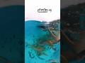 #asiatravel #beach #sri  #travel #maldives #foryou  #maldivesisland #insta360 #nature #shark