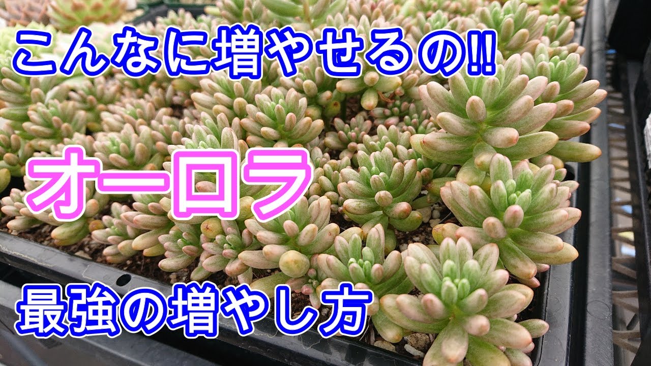 【多肉植物】【ガーデニング】オーロラを無駄なく増やしていきます。