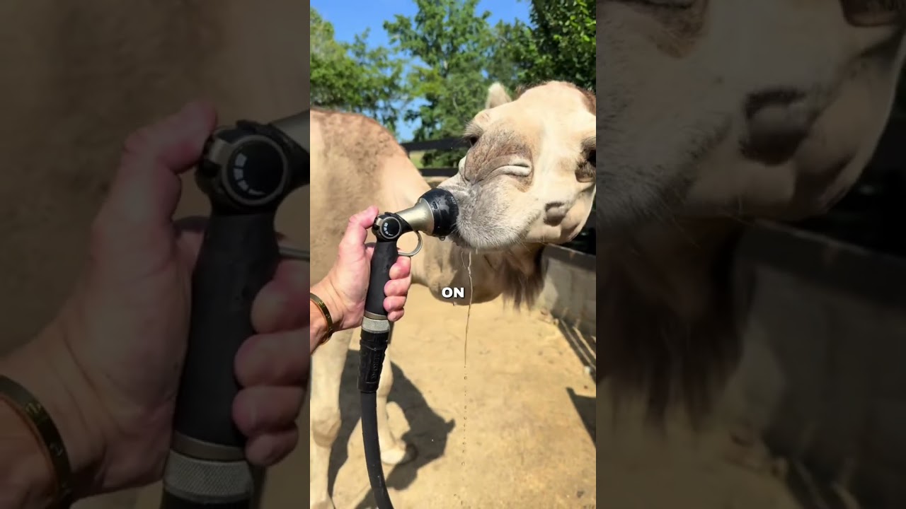 Le chameau ça serait quel superhero ? #animal #animaux