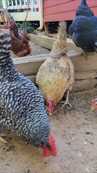 it's one of their FAVORITES! #backyardchickens #chicken #cuteanimals #homestead #vlog #asmr #farming