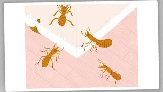 Natural Termite Spray at Home  Get Rid of Termites Using Simple Kitchen Ingredients
