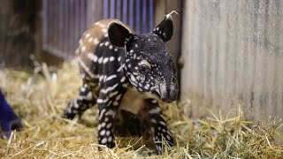 Tapirunge får lyn-besøg af dyrlægen