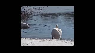 Winter Swan Scene:Graceful Descent into Icy Water #short #vogel #birds #swan #schwan #park #youtube