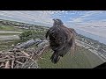 SWFL Eagles ~E23 REACHING NEW HEIGHTS! Branching To Spike &amp; Outer Veranda! Flapping &amp; Winging 3.6.24