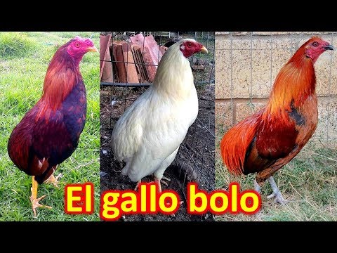 Video: Bola gallo nerfovaná?