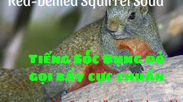 Red-bellied Squirrel - Tiếng Sóc bụng đỏ mồi, gọi bầy to, chuẩn không tạp âm