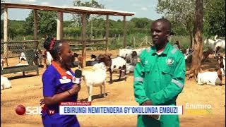 Okulunda embuzi nga Bizinensi kufuna kiralu | Ennimiro Zzaabu