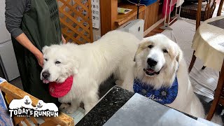 自分だけオヤツをもらったので…ルンルンを呼んできたアランです　Great Pyrenees　グレートピレニーズ