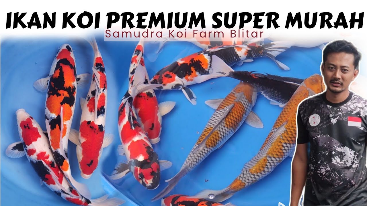 Sultan Wajib Merapat ❗Ikan Koi Blitar Premium di Samudra Koi Farm Blitar