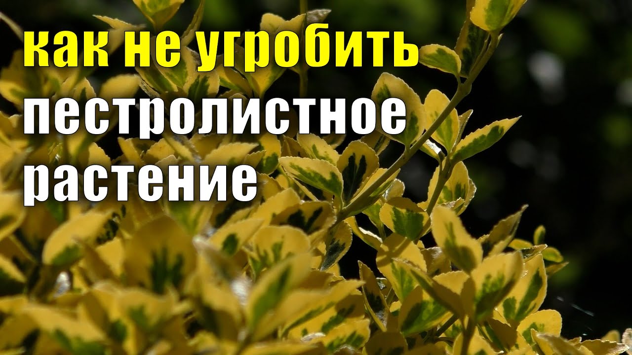 Как сохранить пестролистную форму. Риверсия пестролистности. уход за пестролистными растениями.