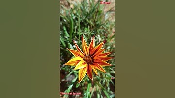 صباح الخير.. #اكسبلور #nature #دعاء_مستجاب #دعاء #اذكار_الصباح #flowers #fleurs #nature #تصويري