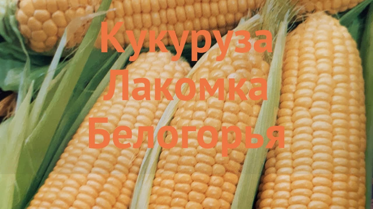 Кукуруза обыкновенная Лакомка Белогорья 🌿 обзор: как сажать, семена кукурузы  Лакомка Белогорья - YouTube