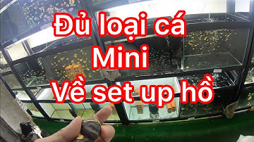 Cửa hàng cá cảnh chuyên về cá thuỷ sinh lạ mắt và một số dòng bảy màu cổ - aquatic fish