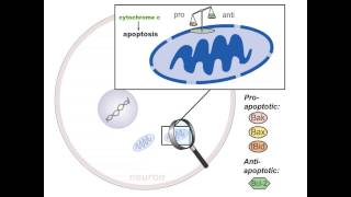 Neuroprogression of Bipolar Disorder: Oxidative Stress