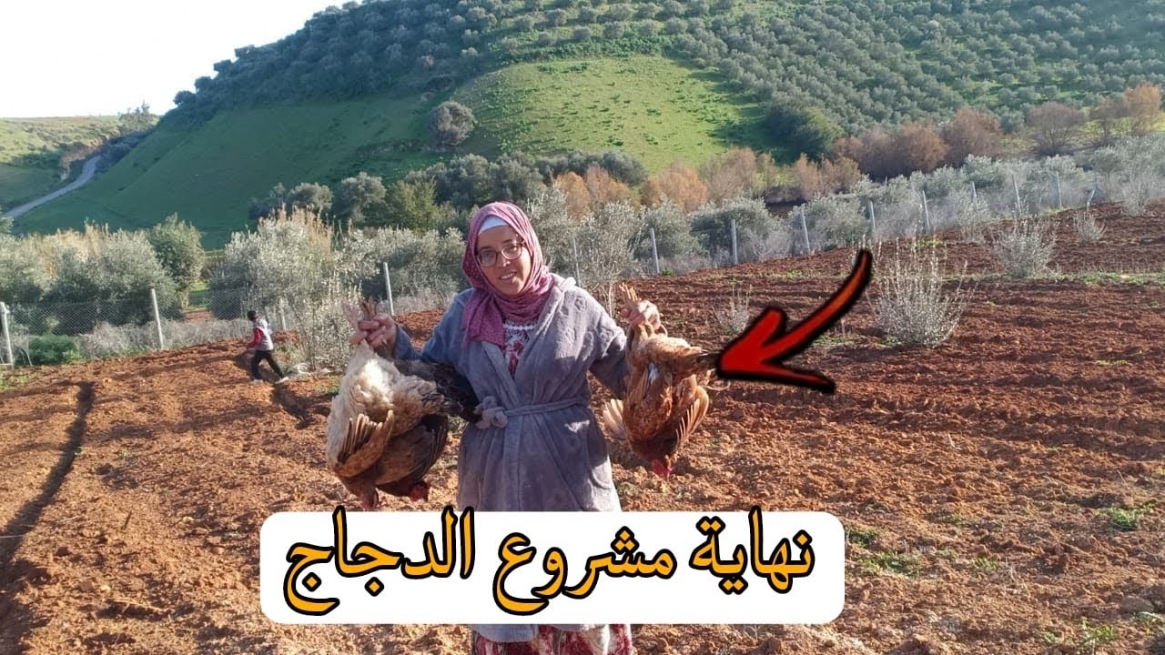 نهاية مشروع تربية الدجاج البلدي بالواد 😭شنو اقتراحاتكم للمكان وشنو ممكن نديرو فيه 🙏
