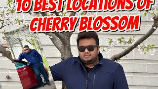 Best Cherry Blossom locations in Toronto (2024) #cherrystyle#canadamalayalees #travel#toronto