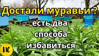 Как избавиться от муравьев на пасеке, как бороться с муравьями в доме, саду и огороде. Мурахи пасіка