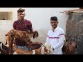शेळीपालन : स्वस्तात शेळी खरेदी कुठून करावी! Goat Farming in Maharashtra | Sheli Palan business ideas