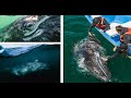 Eye Contact with a Gray Whale: Extraordinary Experience at the Start of an Amazing Journey