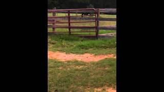 Elizabeth and Mr. Gary's horses by Ben Curtis 41 views 10 years ago 1 minute, 22 seconds