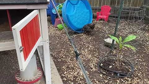 All About Nesting Boxes - Five Minute Chicken Tips!