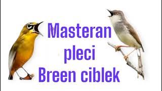 MASTERAN PLECI NEMBAK BREEN CIBLEK