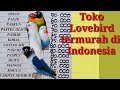 Harga Burung Lovebird Termahal 2019