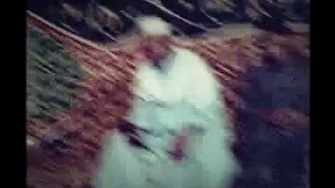 الشيخ حميده سليم رحمه الله.. ما تيسر من سورة الشورى.. تصوير الحاج محمود الزعويلي.