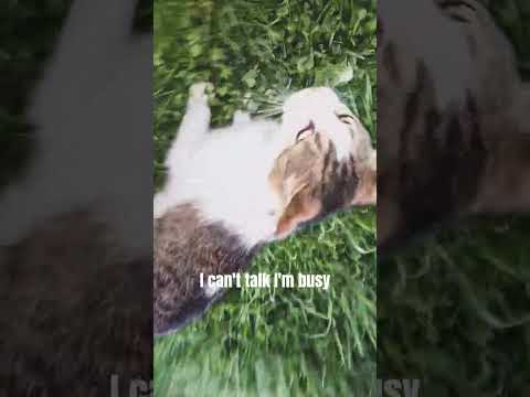 cat is late to work