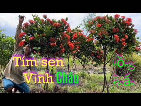 Video Hoa mẫu đơn bông trang hồng phấn, cam dubai , tím sen... - youtube