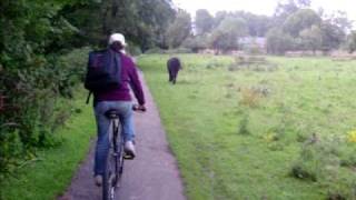 Paseando en bici por Cambridge.